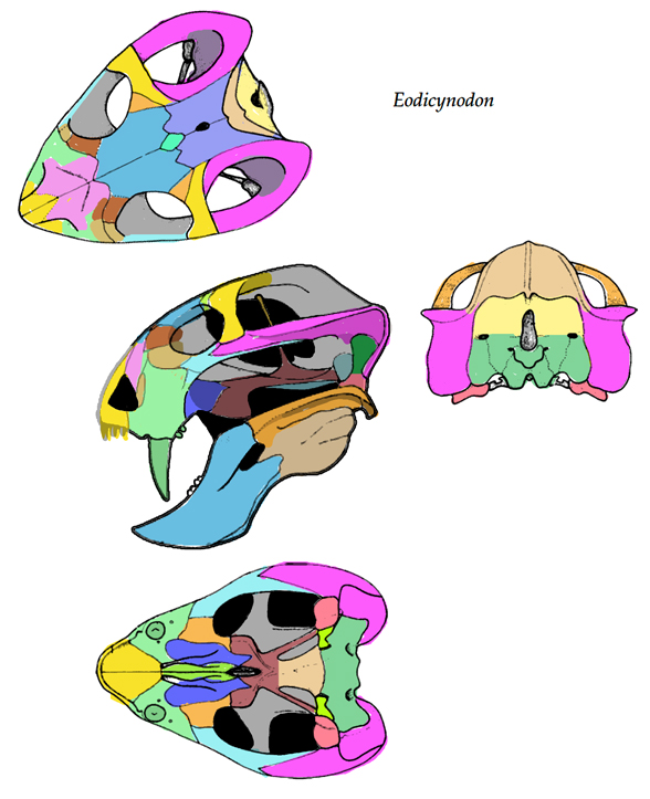 Eodicynodon skull