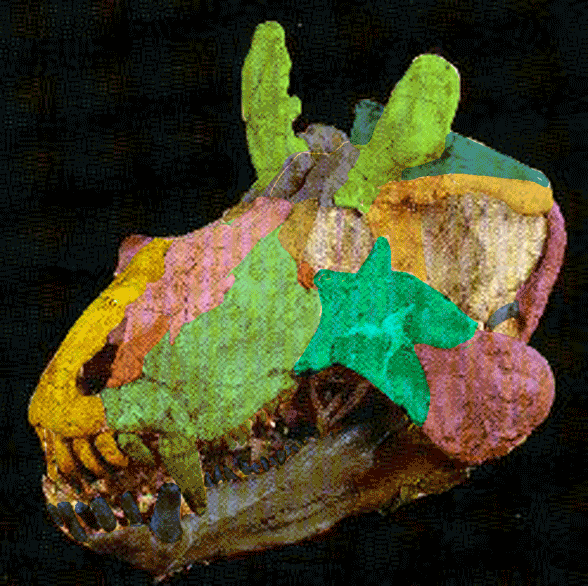Estemmenosuchus_mirabilis_skull