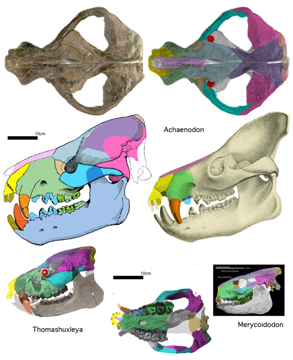 Achaenodon 