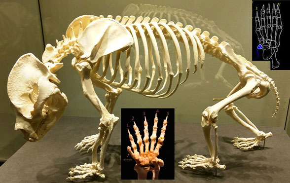 ailuropoda skeleton