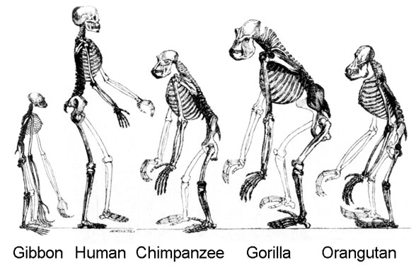 ape skeletons