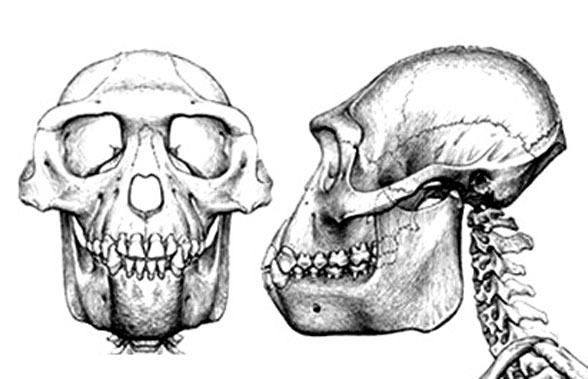 Ardipithecus skull