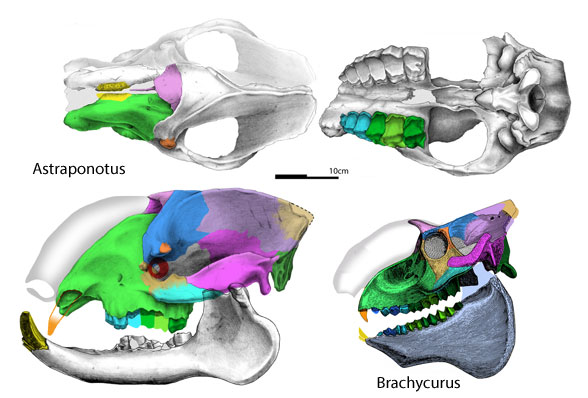 Astraponotus skull