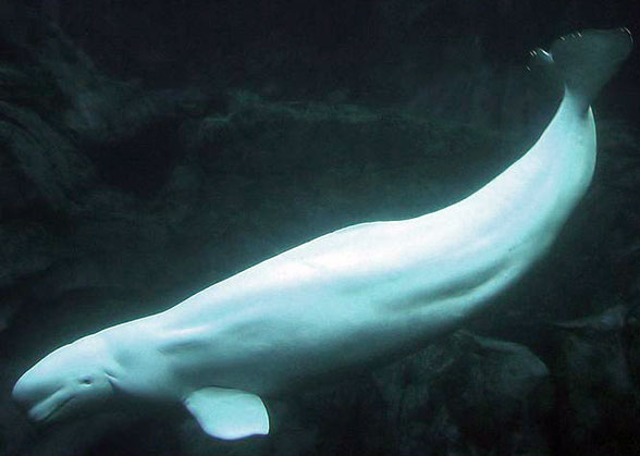 Beluga Delphinapterus