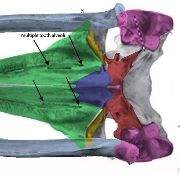 caperea palate