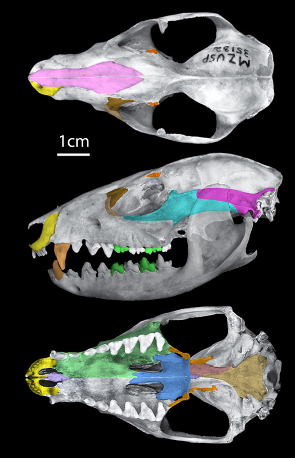 Chironectes minimus skull