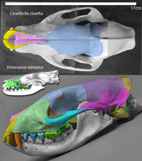 Civettictis skull