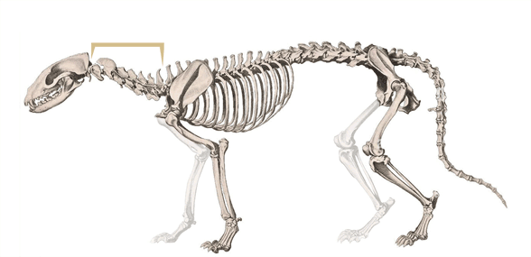 Civettictis skeleton