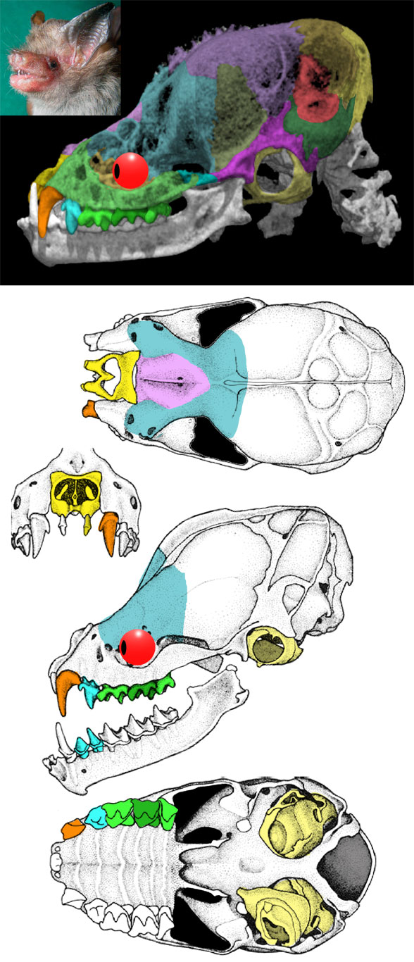 Craseonycteris skull