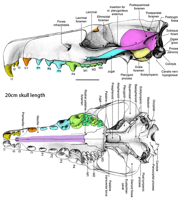 Deinogalerix skull diagram