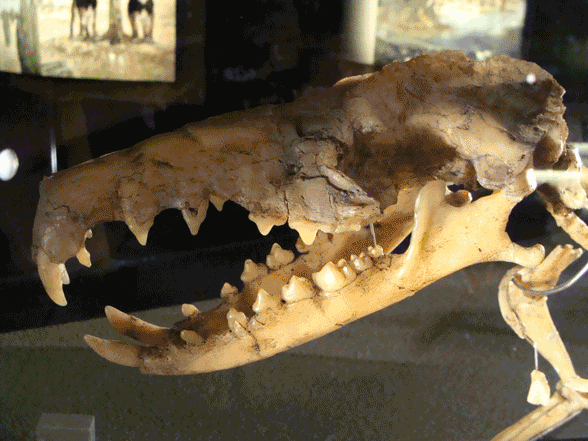 Deinogalerix skull