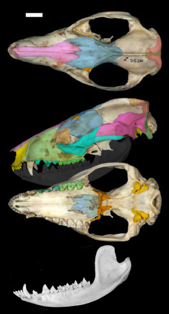 Dielphis marsupialis