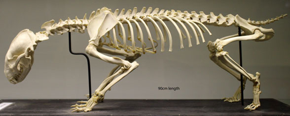 Meles skeleton