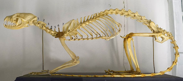 Genetta skeleton