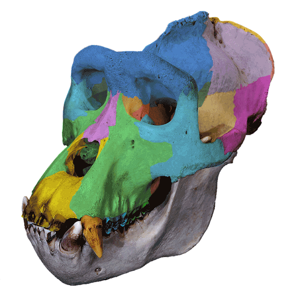 Gorilla skull