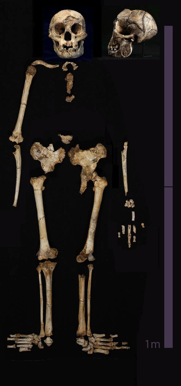 Homo floresiensis skeleton