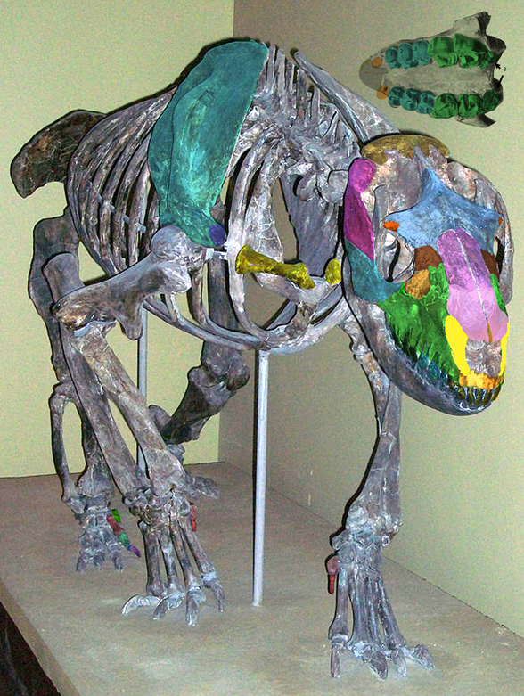 Homalodotherium museum mount