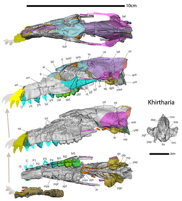 Khirtharia skull