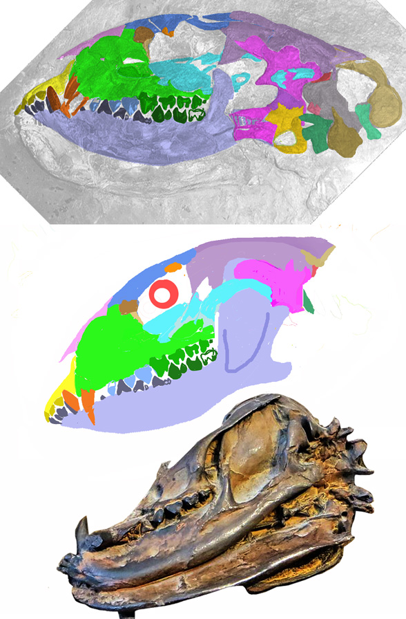 Kopidodon skull