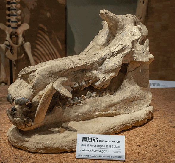 Kubanochoerus gigas skull