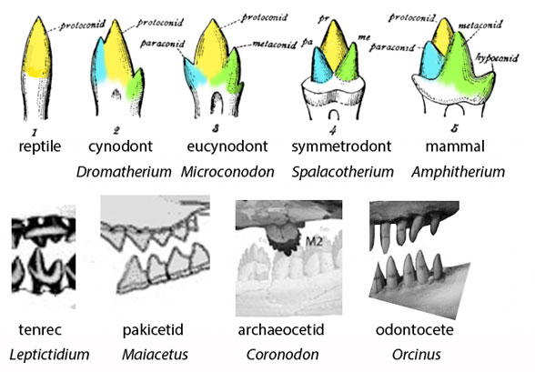 Mammal tooth evolution