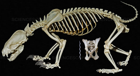 Mellivora capensis skeleton