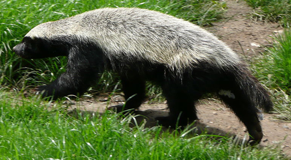 Mellivora honey badger