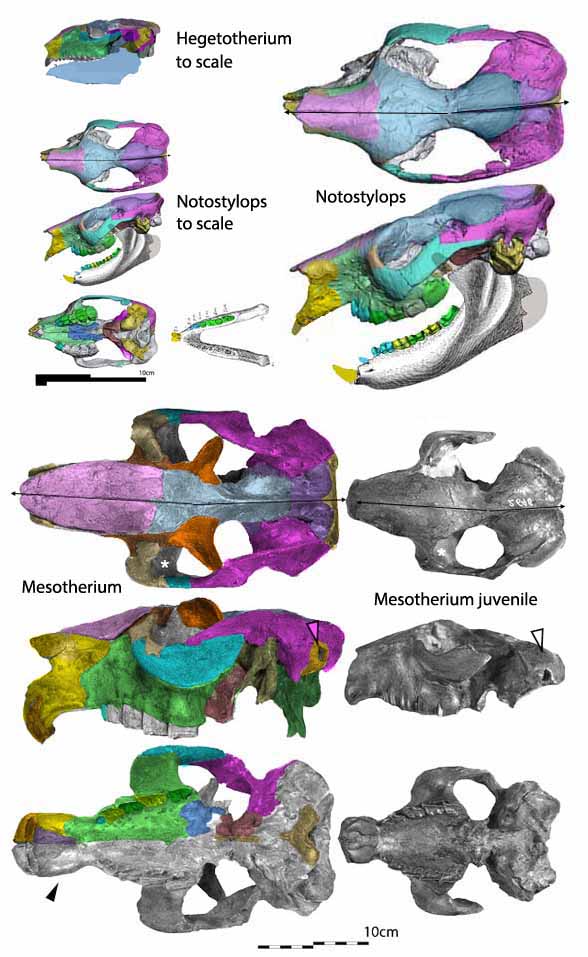 Mesotherium skull