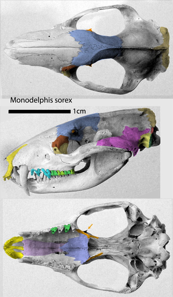 Monodelphis sorex skull