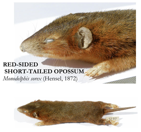 Monodelphis sorex specimen