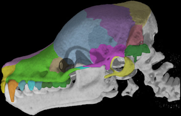 Mystacina skull