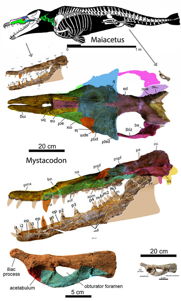 Mystacodon
