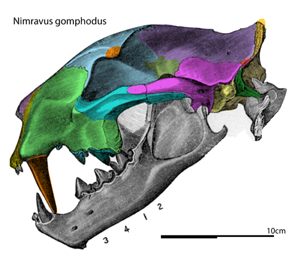 Nimravus skull