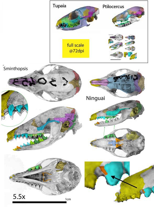 Pilabra and Sminthopsis