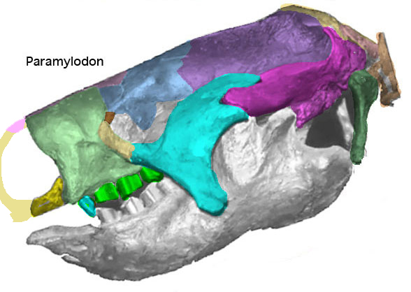 Paramylodon skull