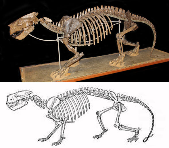 Partriofelis skeleton