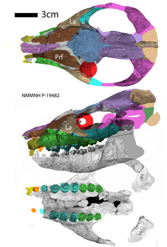Periptychus skull in 3 views