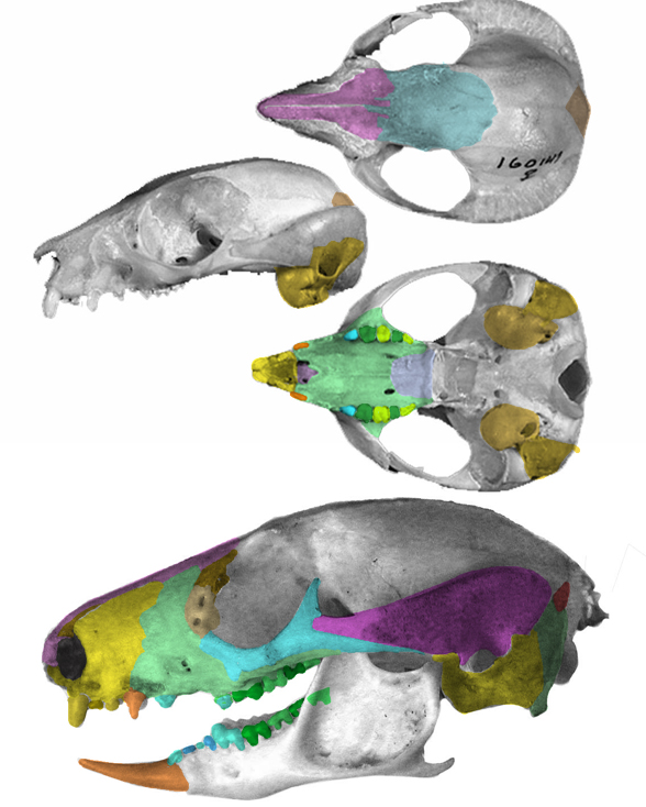 Petaurus skulls