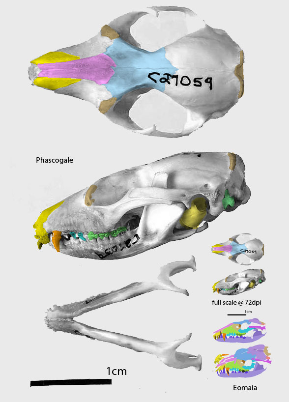 Phascogale skull