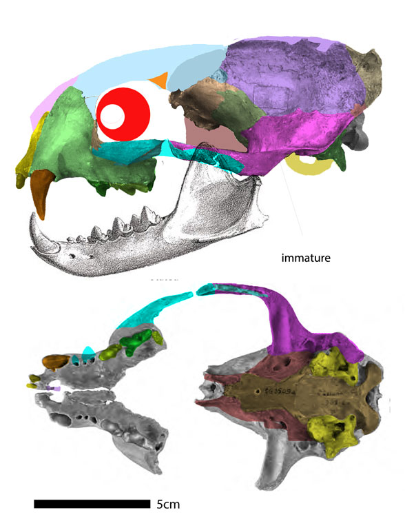 Proailurus