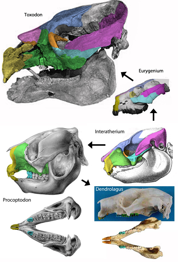 Procoptodon skull