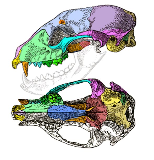 Procyon skull diagram