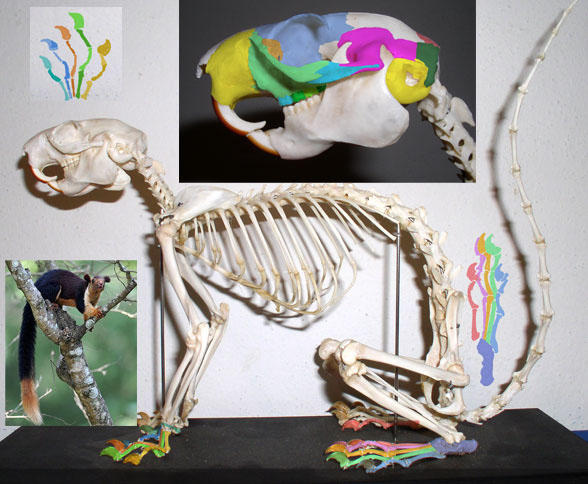 Ratufa skeleton and skull