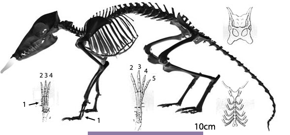 Rhynchocyon skeleton