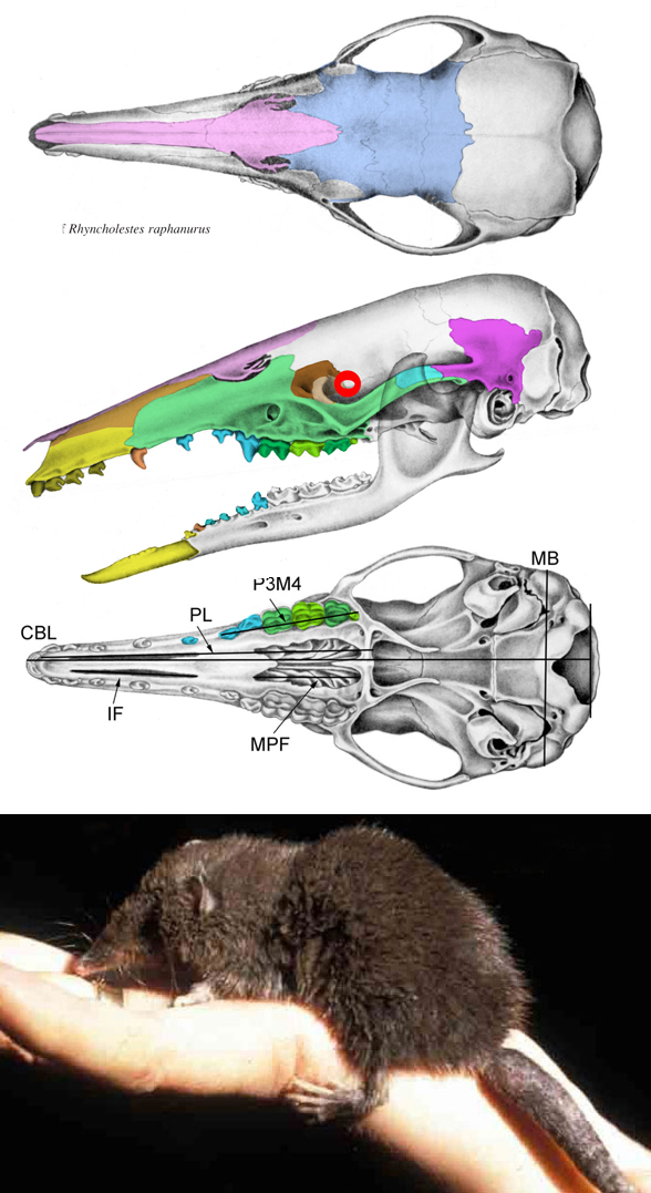 Rhyncholestes skull
