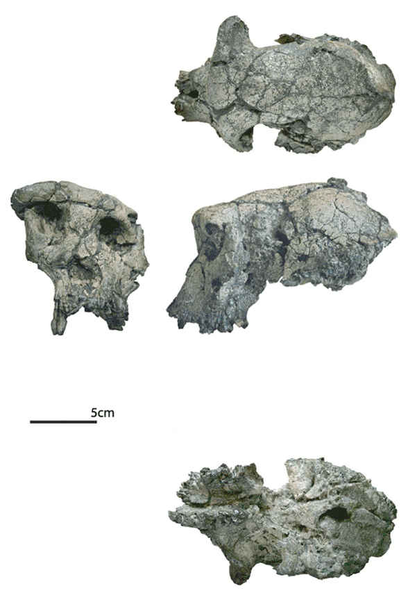 Sahelanthropus skull
