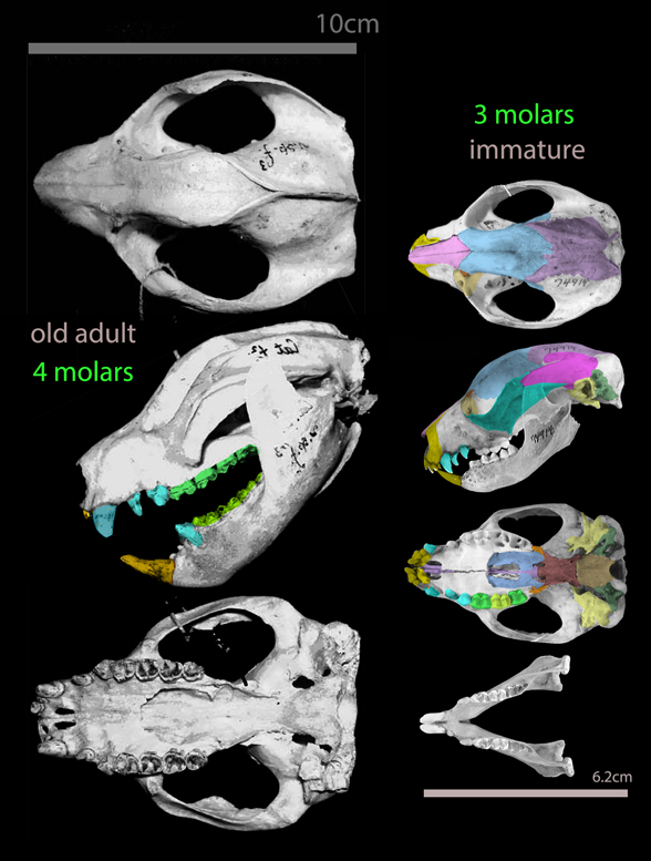 Spilocuscus adult and immature