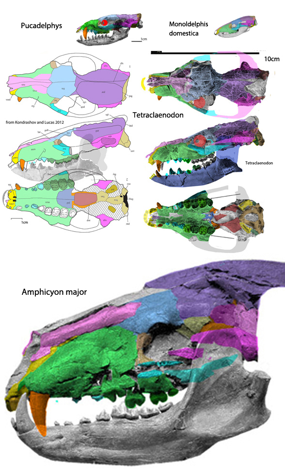 Tetraclaenodon skull