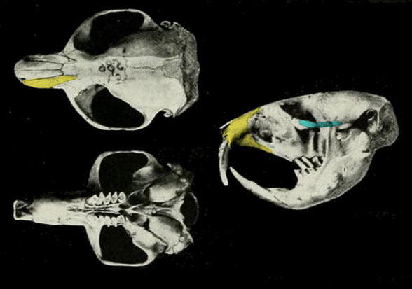 Thomomys skull