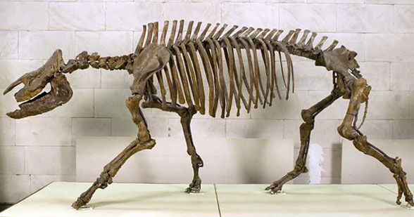 Aceratherium skeleton